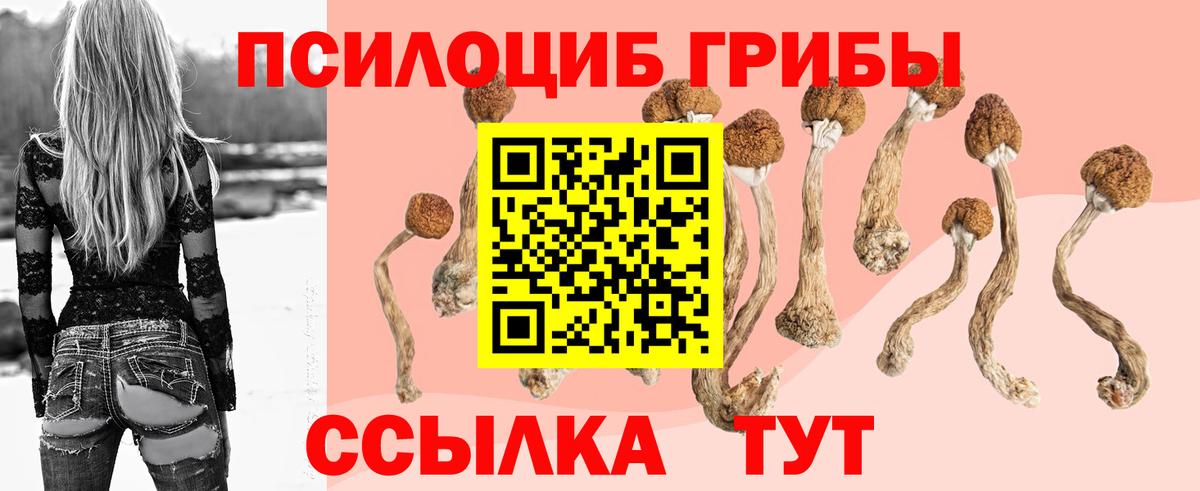 Волхов  Галлюциногенные грибы Psilocybe  Вход с VPN 